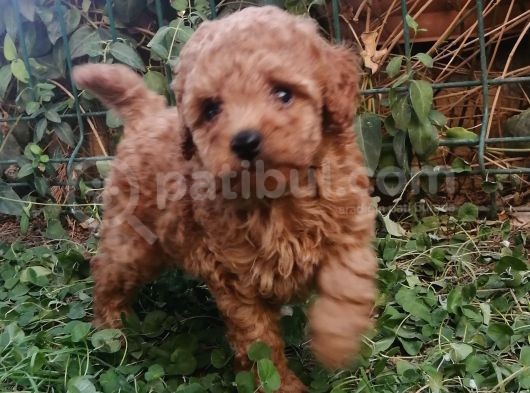 Anne Yanından Toy Poodle Yavrular görsel