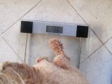 Anne Yanından Toy Poodle Yavrular
