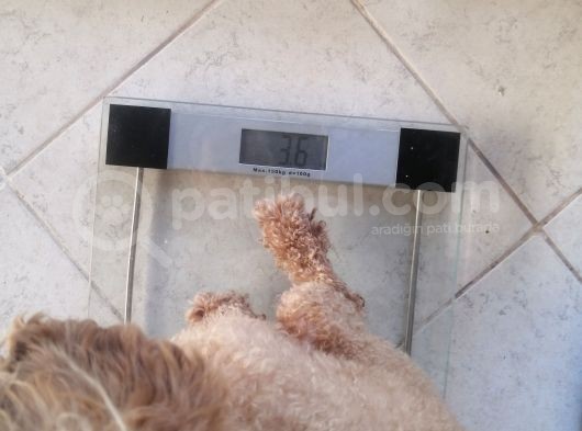 Anne Yanından Toy Poodle Yavrular görsel