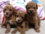 Anne yanından TOY POODLE yavrular
