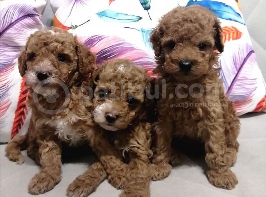 Anne Yanından Toy Poodle Yavrular