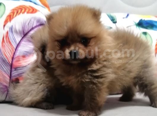 Oyuncak Değil Gerçek... görsel
