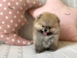 Mini Pomeranian Boo