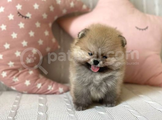 Mini Pomeranian Boo