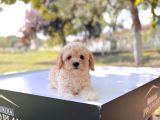 Anne Altından Maltipoo Yavrular