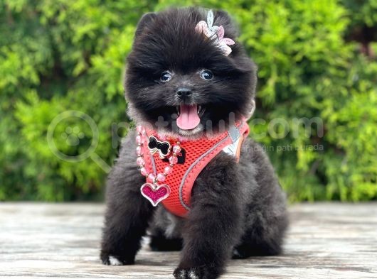 Safkan Teddy Pomeranian Boo Yavrularımız görsel