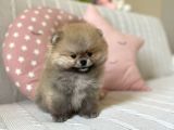 Mini Pomeranian Boo