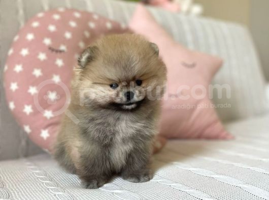 Mini Pomeranian Boo görsel