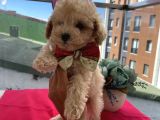Sağlık Ve Irk Garantili Toypoodle Bebekler