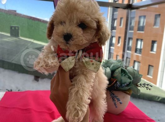 Sağlık Ve Irk Garantili Toypoodle Bebekler görsel