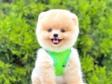Safkan Teddy Pomeranian Boo Yavrularımız