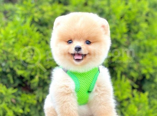 Safkan Teddy Pomeranian Boo Yavrularımız görsel