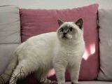 Blue Point British Shorthair Erkek