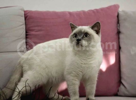 Blue Point British Shorthair Erkek