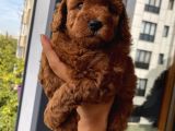 Karamelll Toypoodle ‘In Bebekleri