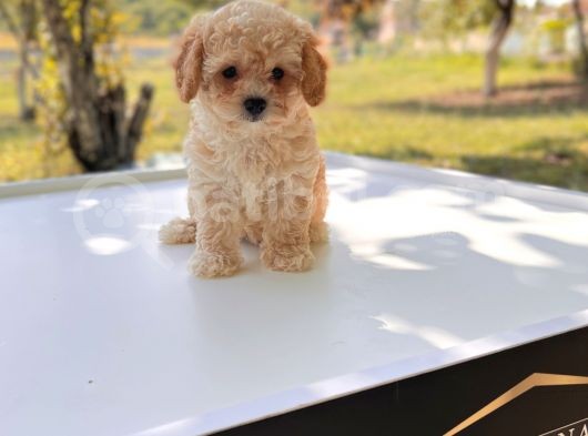 Anne Altından Maltipoo Yavrular görsel