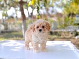 Anne altından Maltipoo yavrular