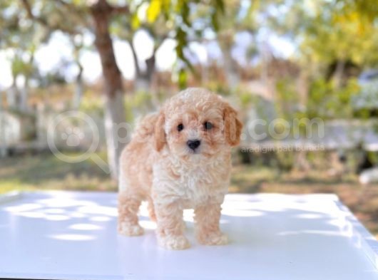 Anne Altından Maltipoo Yavrular