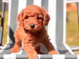 Red Toy Poodle Yavrular
