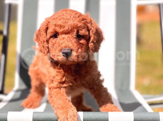 Red Toy Poodle Yavrular görsel