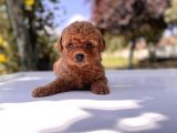 Safkan Toy Poodle Yavrular