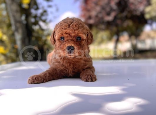 Safkan Toy Poodle Yavrular görsel