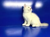 British Shorthair Dünyası