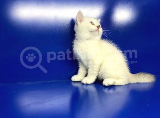 British Shorthair Dünyası görsel