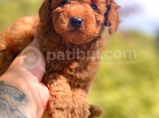 Red Toy Poodle Yavrular görsel