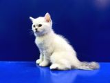 British Shorthair Dünyası