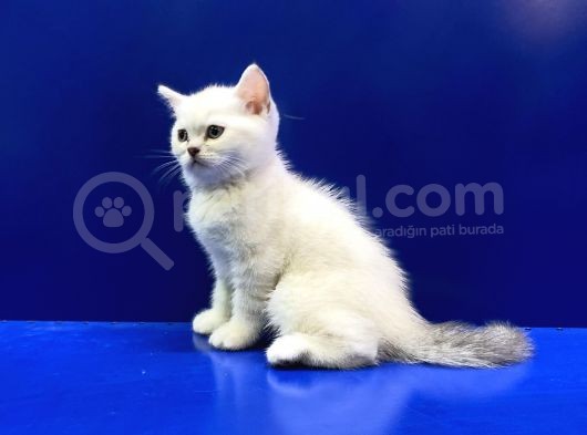 British Shorthair Dünyası görsel