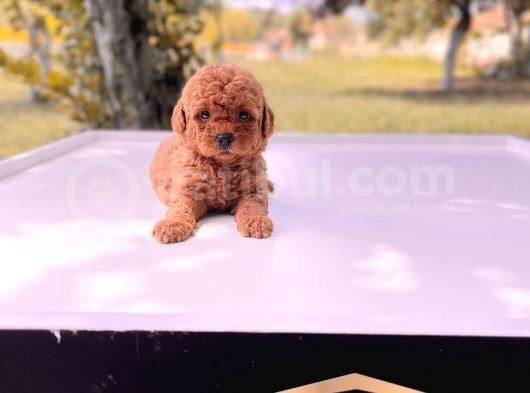 Safkan Toy Poodle Yavrular görsel