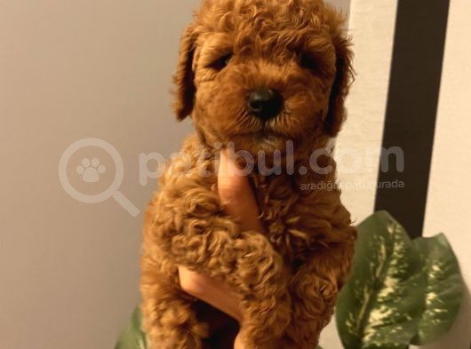 Karamelll.toypoodle ‘ In Bebekleriiii görsel