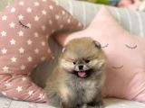 Mini Pomeranian Boo