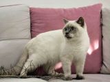 Blue Point British Shorthair Erkek