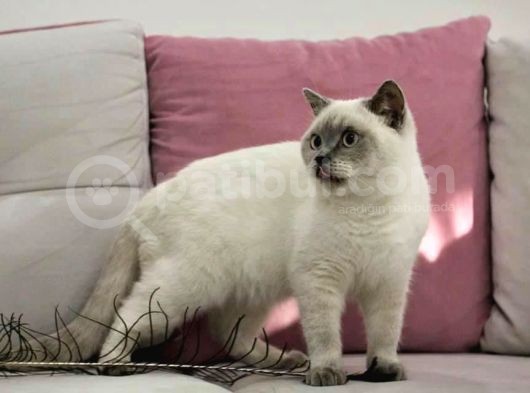Blue Point British Shorthair Erkek görsel