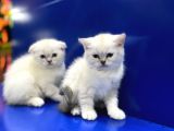 British Shorthair Dünyası
