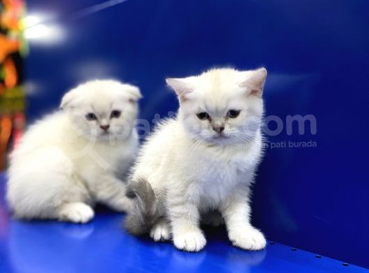 British Shorthair Dünyası görsel