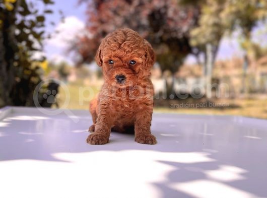 Safkan Toy Poodle Yavrular