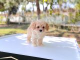 Anne Altından Maltipoo Yavrular