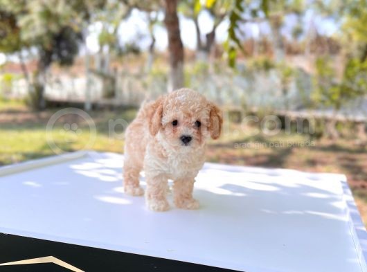 Anne Altından Maltipoo Yavrular görsel