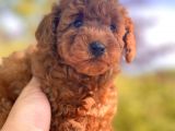 Red Toy Poodle Yavrular