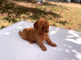 Safkan Toy Poodle Yavrular