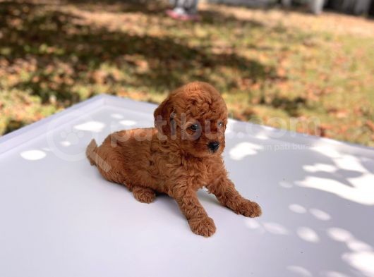 Safkan Toy Poodle Yavrular görsel