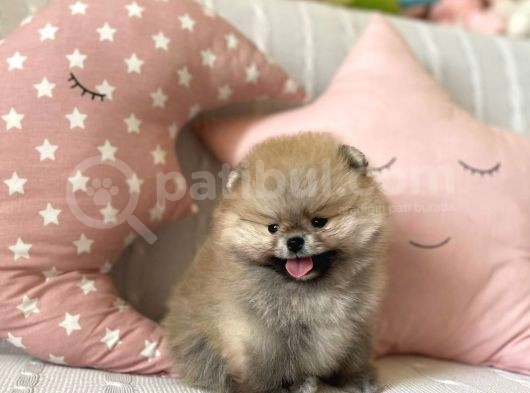 Mini Pomeranian Boo görsel