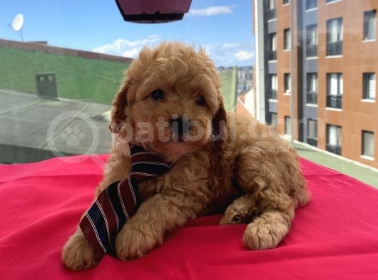 Ev Ortamında Büyüyen Toypoodle Bebekler görsel