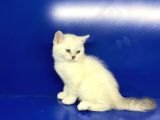 British Shorthair Dünyası