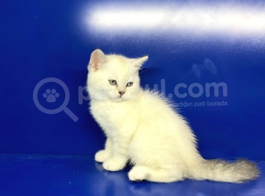 British Shorthair Dünyası görsel