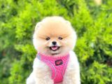 Safkan Teddy Pomeranian Boo Yavrularımız