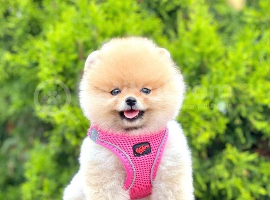 Safkan Teddy Pomeranian Boo Yavrularımız